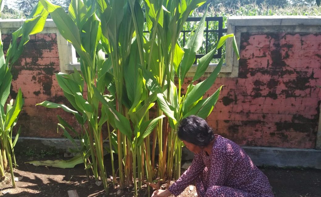 Budidaya Tanaman Obat di Pekarangan Rumah Yang Sedang Trend Kabupaten