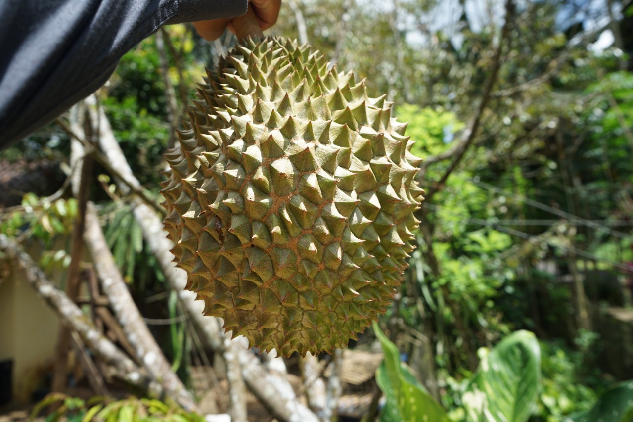 Berburu Durian Di Purbalingga Kabupaten Purbalingga