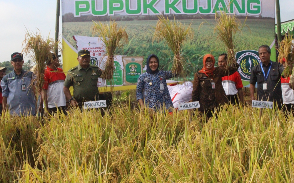 Bulog Targetkan Serap Gabah Petani Purbalingga 60.000 Ton GKP