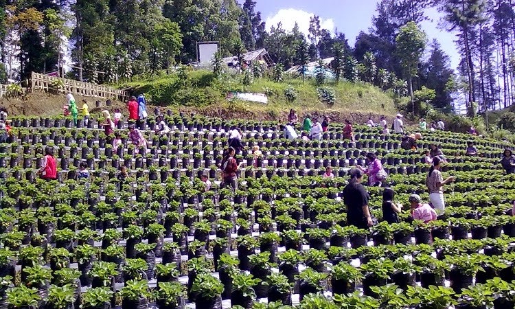 Agro Wisata Lembah Asri Desa Serang