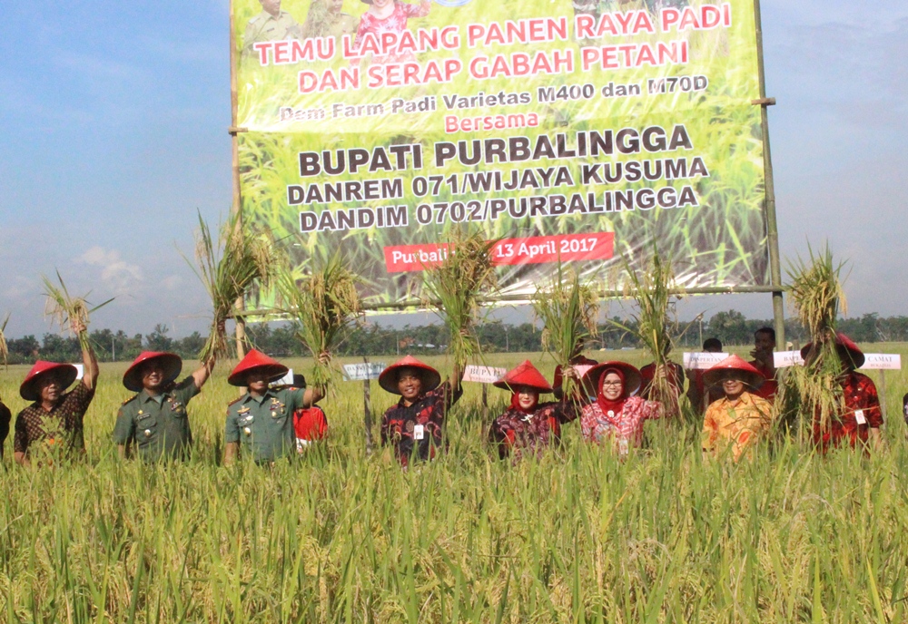 Petani Mulai Beralih Tanam Padi Berumur Pendek