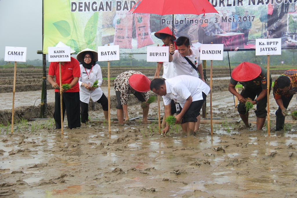 Purbalingga Kembangkan Padi Nuklir Sidenuk