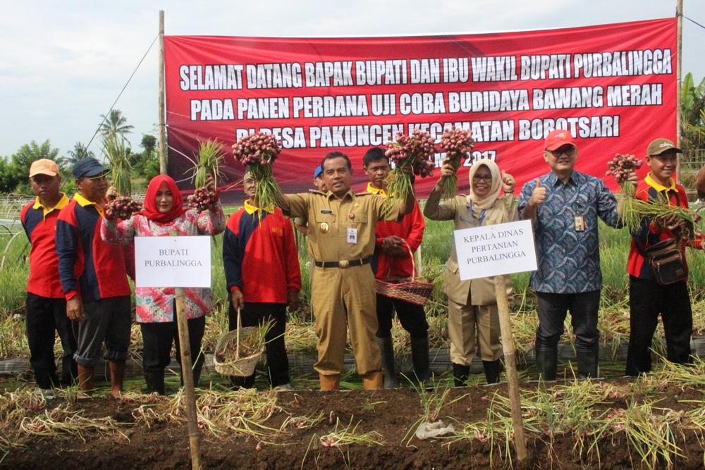 Uji Coba Berhasil, Pemkab akan Kembangkan Budidaya Bawang Merah