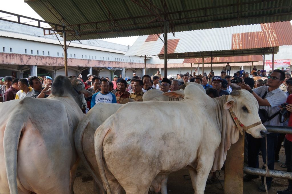 Potensi Bagus, Bupati Ingin Kembangkan Ternak Sapi Ala Tapos