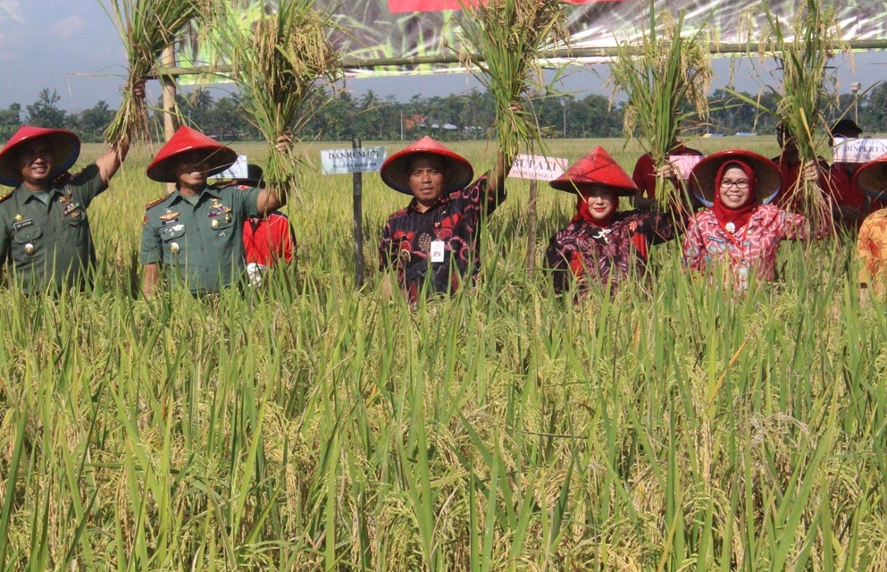 Lahan Padi dan Ternak Sapi Diasuransikan