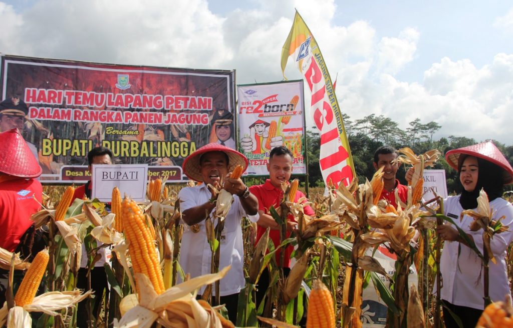 Panen Raya Jagung di Desa Krangean Kec. Kertanegara