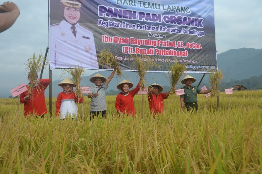 Musim Kemarau Limbasari Tetap Bisa Panen Padi Organik