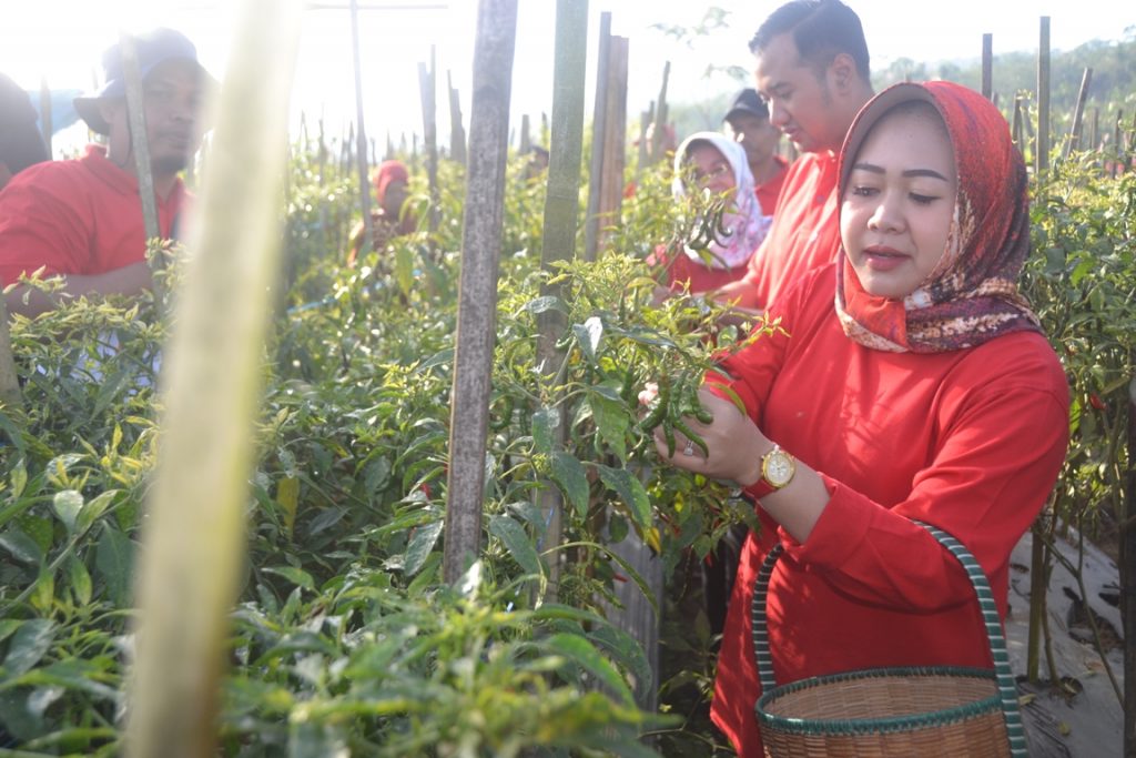 Memanen Cabai dan Pare di Gebrak Gotong Royong Tumanggal