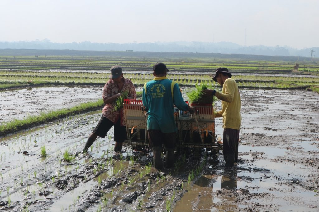 Rice Transplanter, Lebih Mudah dan Lebih Hemat