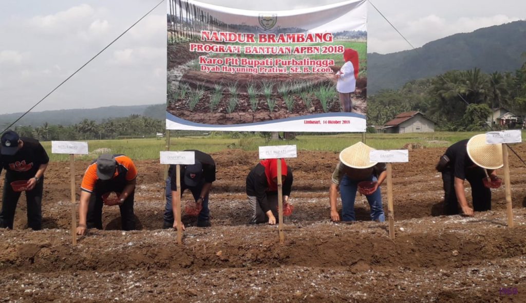 Tekan inflasi, Purbalingga Genjot Produktifitas Bawang Merah