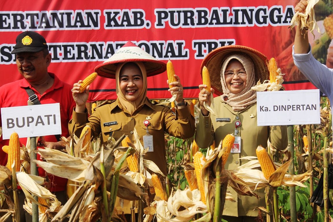 Purbalingga Capai Target Luas Tanam Jagung 4.275 Hektar