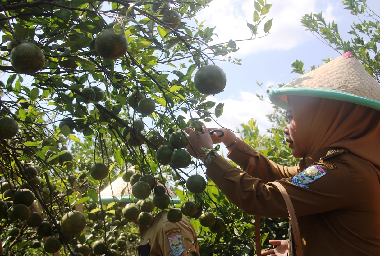 Petik Buah Bareng Bupati Di BOGAR Karangcengis