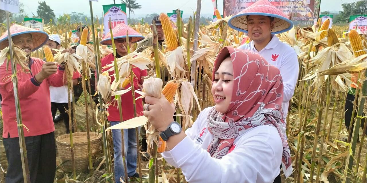 Kemarau, Karangtalun Panen Jagung 7,9 Ton Per Hektar