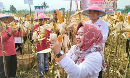 Kemarau, Karangtalun Panen Jagung 7,9 Ton Per Hektar