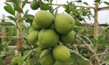 Budidaya Jeruk Lemon Mulai Dilirik Petani Desa Cipawon