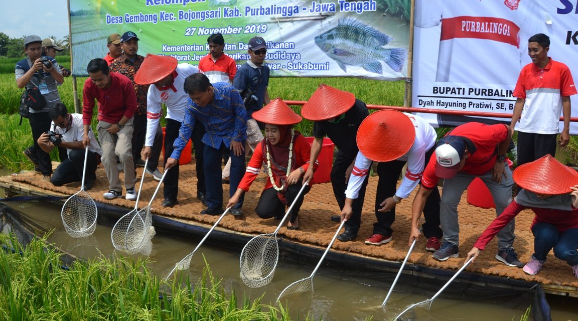 10 Hektare Lahan Pertanian Desa Gembong Terapkan Sistem Mina Padi