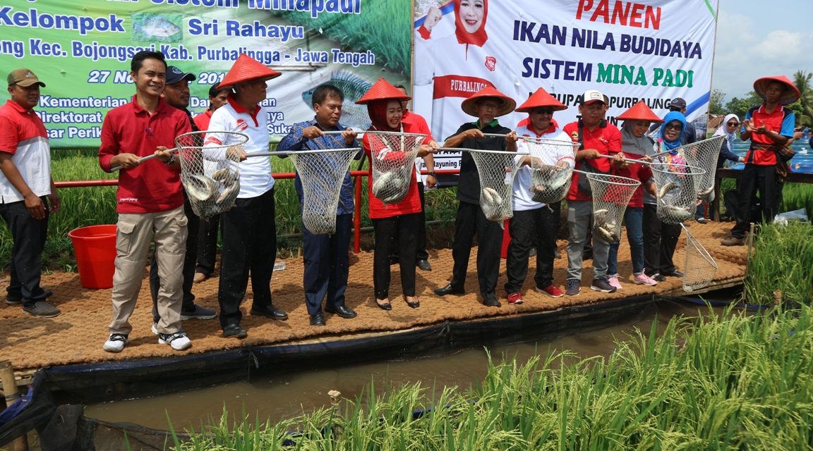 Petani Desa Gembong Mulai Lirik Budidaya Ikan dengan Sistem Minapadi