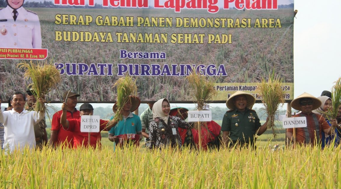 Sawah Lamuk Dijadikan Dem Area Tanaman Sehat Padi