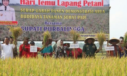 Sawah Lamuk Dijadikan Dem Area Tanaman Sehat Padi