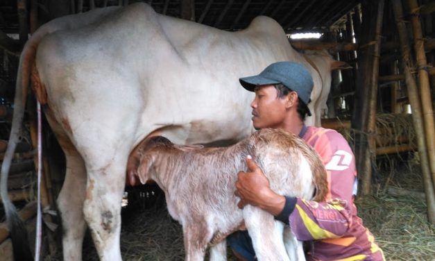 MELALUI INSEMINASI BUATAN (IB) POPULASI TERNAK SAPI TAHUN 2019 DI KABUPATEN PURBALINGGA BERTAMBAH 1.973 EKOR