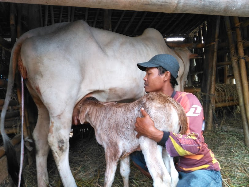 MELALUI INSEMINASI BUATAN (IB) POPULASI TERNAK SAPI TAHUN 2019 DI KABUPATEN PURBALINGGA BERTAMBAH 1.973 EKOR