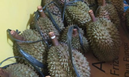 Minat Budidaya Pohon Durian di Kecamatan Pengadegan Meningkat