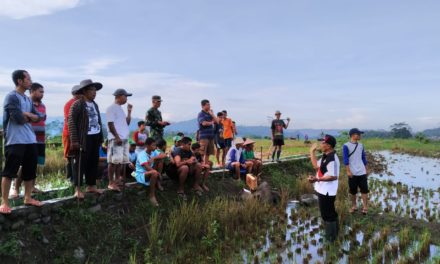 Warga Desa Tajug Gropyokan Basmi Hama Tikus