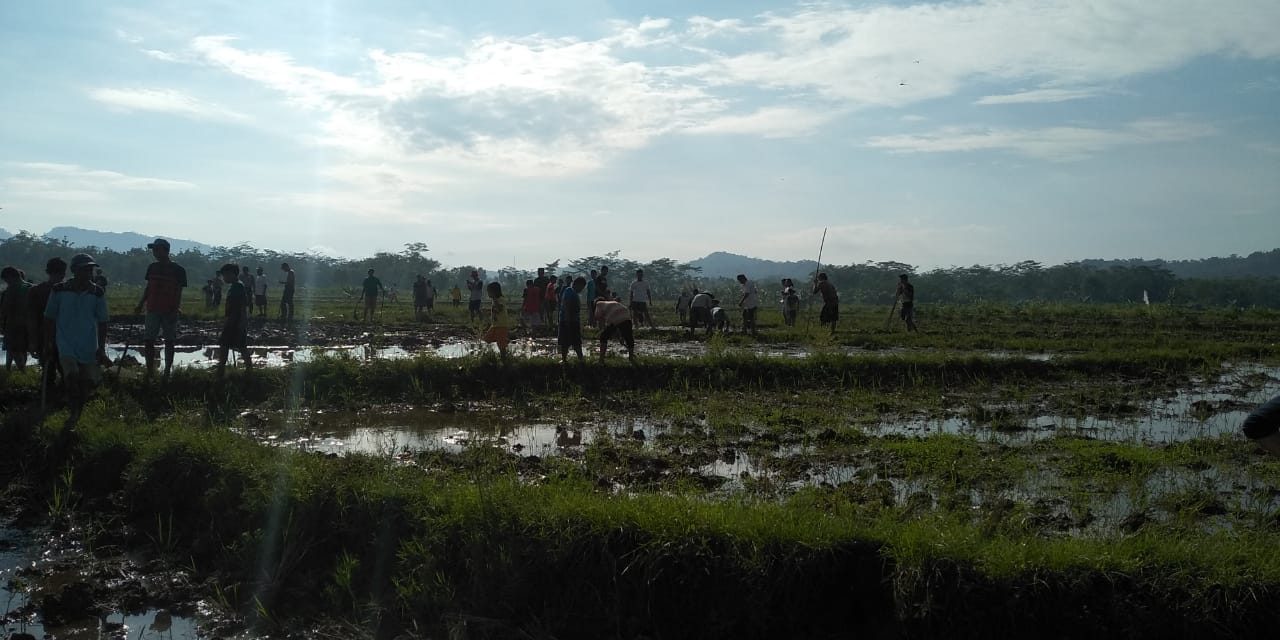 Amankan Panen Padi, Petani Gropyokan Serbu Sarang Tikus