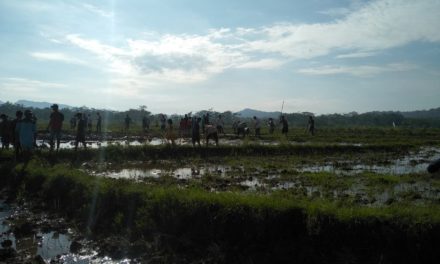 Amankan Panen Padi, Petani Gropyokan Serbu Sarang Tikus