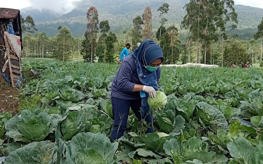 Bupati Pastikan Produk Pertanian Tidak Terpengaruh Covid-19