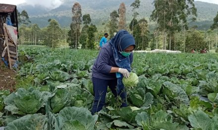 Bupati Pastikan Produk Pertanian Tidak Terpengaruh Covid-19