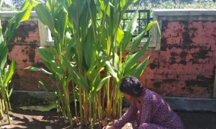 Budidaya Tanaman Obat di Pekarangan Rumah Yang Sedang Trend