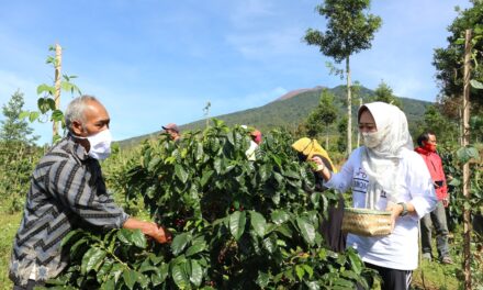 Bupati Tiwi Panen Kopi Arabica Gunung Malang