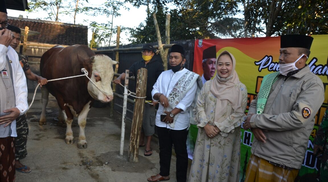 Bupati Tiwi Sholat Idul Adha Sekaligus Serahkan Sapi dari Presiden Jokowi di Sirau