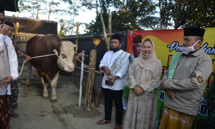 Bupati Tiwi Sholat Idul Adha Sekaligus Serahkan Sapi dari Presiden Jokowi di Sirau