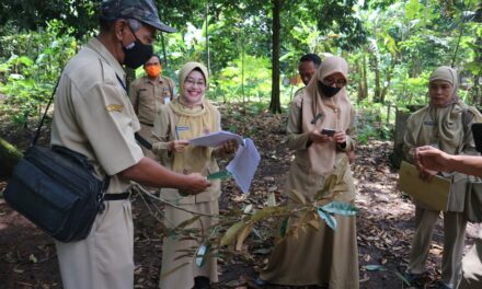 Durian Kartana Desa Nangkod Diajukan Sertifikasi Varietas Unggul Lokal