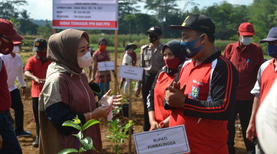 Padat Karya Tunai, Desa Kasih Pekerjakan Pemuda Tani Tanam Bibit Jambu Kristal Merah