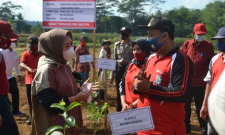 Padat Karya Tunai, Desa Kasih Pekerjakan Pemuda Tani Tanam Bibit Jambu Kristal Merah