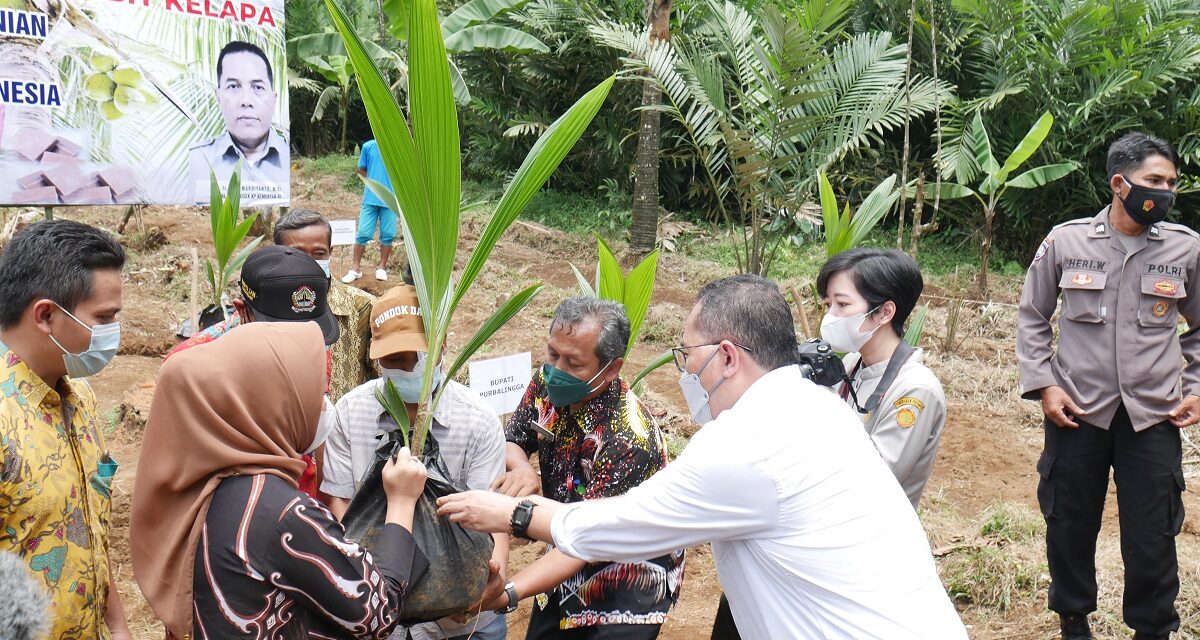 Dapat Bantuan Bibit Kelapa, Bupati Tiwi Ingin KUB Ekspor Langsung Produk Gula Kristal Organik