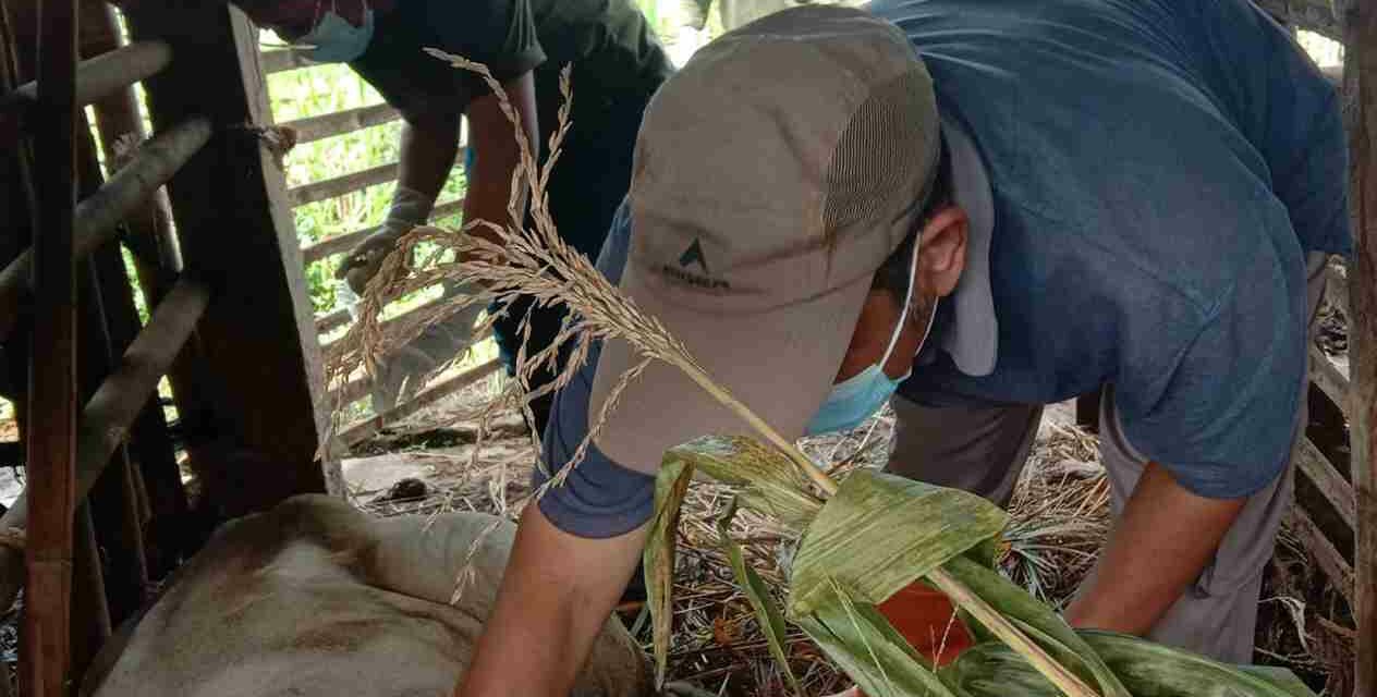 Ditengah Wabah PMK Dinpertan Purbalingga Pastikan Pasokan Hewan Kurban Aman