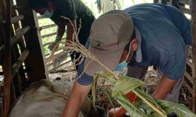 Ditengah Wabah PMK Dinpertan Purbalingga Pastikan Pasokan Hewan Kurban Aman