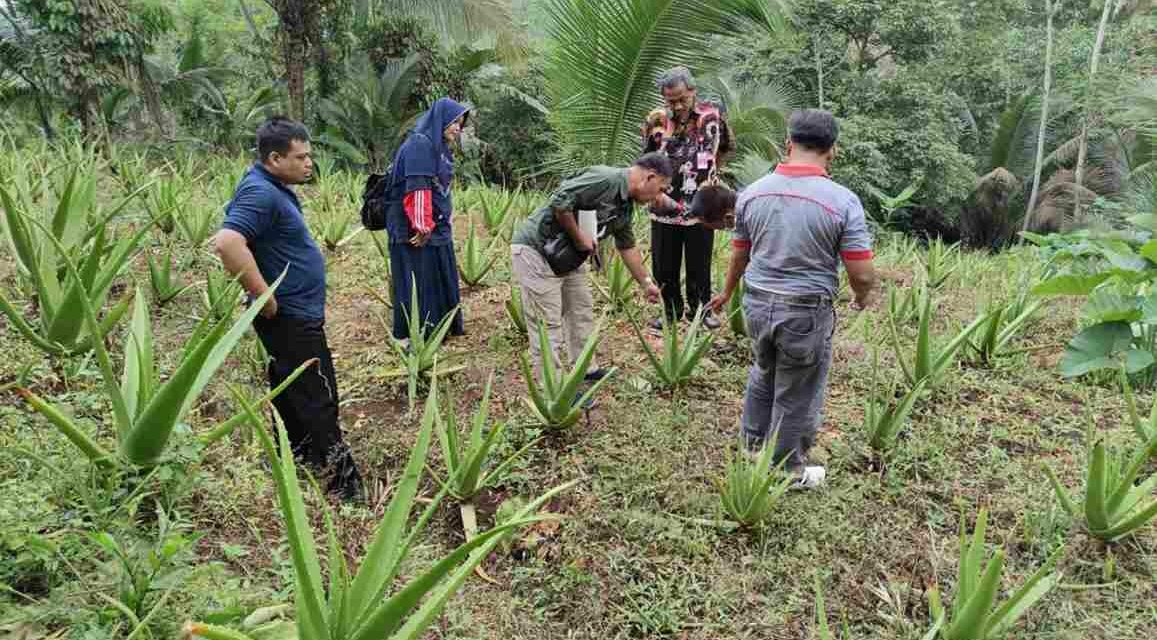 Aad Purwanto Kembangkan Lidah Buaya Jadi Olahan Makanan Yang Menguntungkan