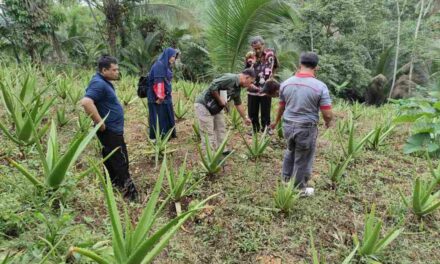 Aad Purwanto Kembangkan Lidah Buaya Jadi Olahan Makanan Yang Menguntungkan