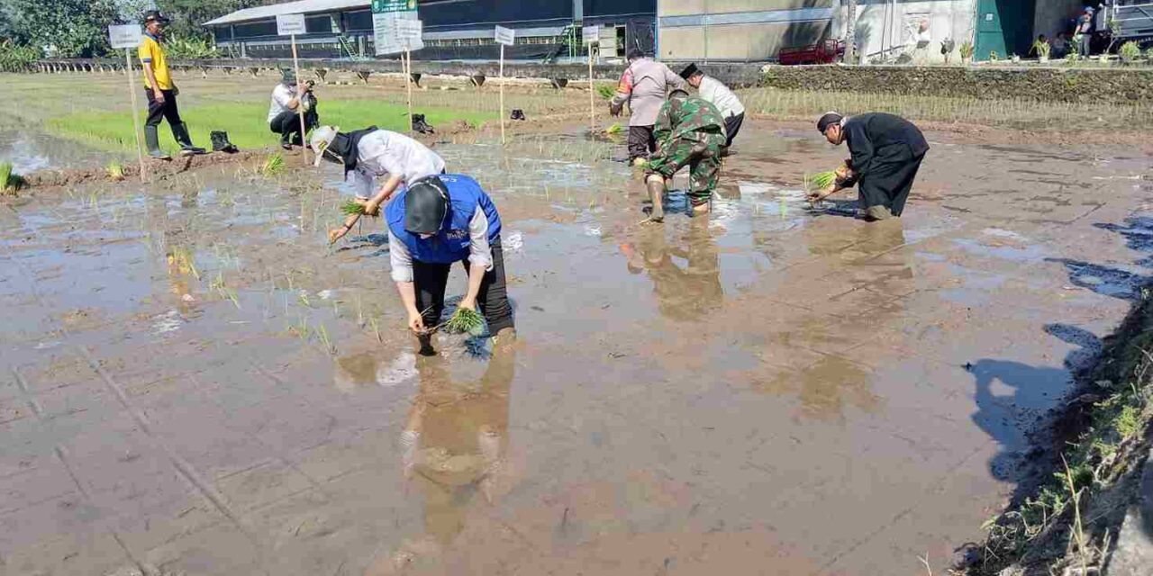 Purbalingga Surplus Beras Hingga 8 Ribu Ton