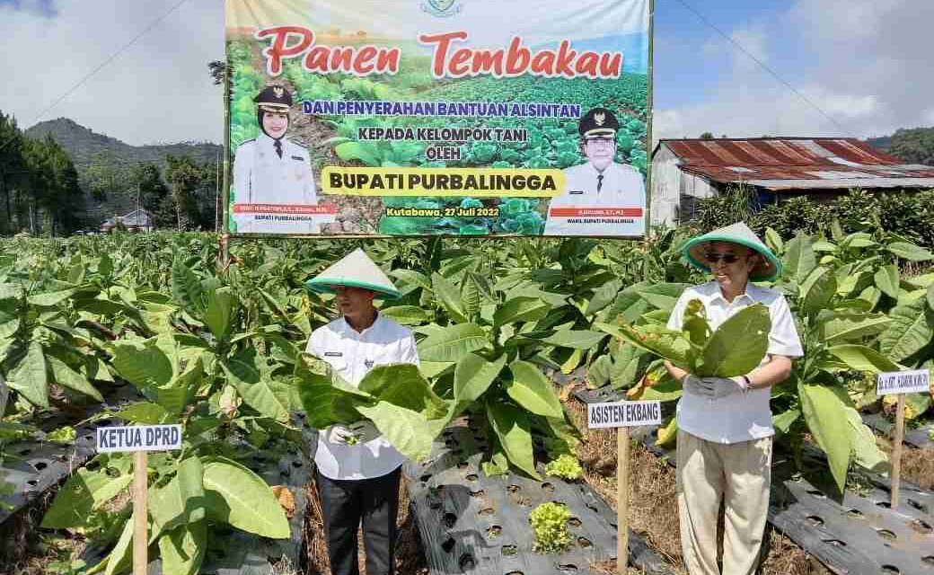 Kutabawa Jaga Asa Tembakau Purbalingga