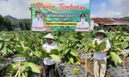 Kutabawa Jaga Asa Tembakau Purbalingga