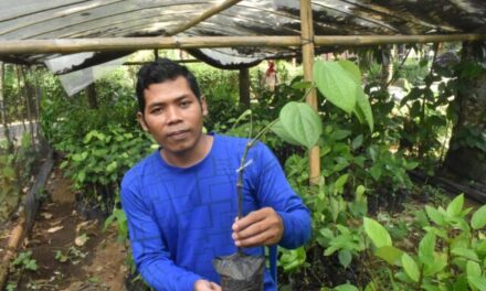 Bangkitkan Asa Petani Lada, Jalal Kembangkan Teknik Lada Sambung