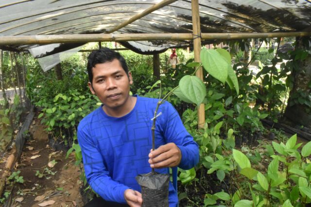 Bangkitkan Asa Petani Lada, Jalal Kembangkan Teknik Lada Sambung