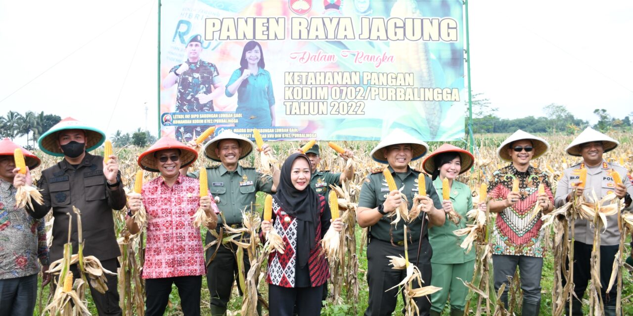 Panen Raya Jagung, Kodim 0702/Purbalingga Bantu Ketahanan Pangan