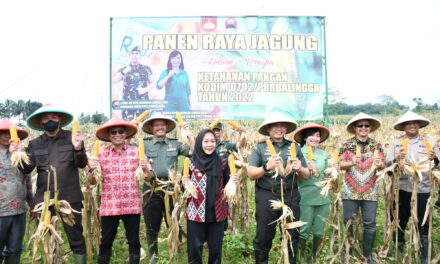 Panen Raya Jagung, Kodim 0702/Purbalingga Bantu Ketahanan Pangan